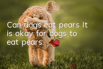 Can dogs eat pears? It is okay for dogs to eat pears!
