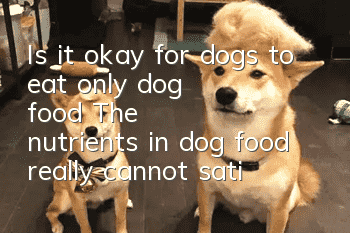Is it okay for dogs to eat only dog food? The nutrients in dog food really cannot satisfy dogs!