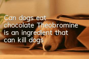 Can dogs eat chocolate? Theobromine is an ingredient that can kill dogs!
