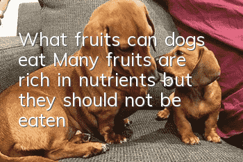 What fruits can dogs eat? Many fruits are rich in nutrients, but they should not be eaten in excess.