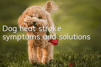 Dog heat stroke symptoms and solutions