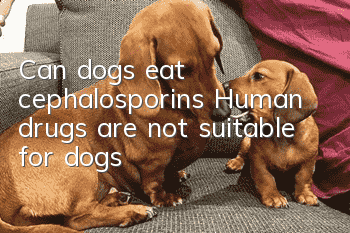 Can dogs eat cephalosporins? Human drugs are not suitable for dogs!