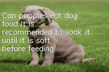 Can puppies eat dog food? It is recommended to soak it until it is soft before feeding!