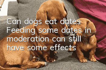 Can dogs eat dates? Feeding some dates in moderation can still have some effects!