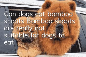 Can dogs eat bamboo shoots? Bamboo shoots are really not suitable for dogs to eat!