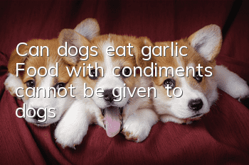 Can dogs eat garlic? Food with condiments cannot be given to dogs!