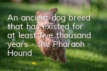 An ancient dog breed that has existed for at least five thousand years - the Pharaoh Hound