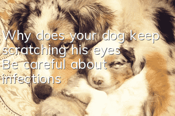 Why does your dog keep scratching his eyes? Be careful about infections!