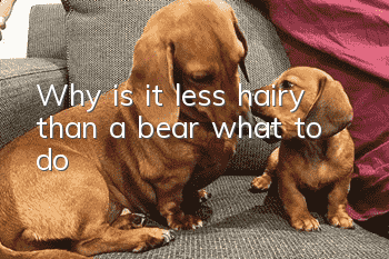 Why is it less hairy than a bear? what to do?