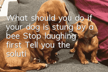 What should you do if your dog is stung by a bee? Stop laughing first! Tell you the solution!