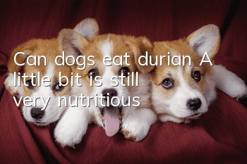 Can dogs eat durian? A little bit is still very nutritious!