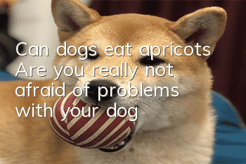 Can dogs eat apricots? Are you really not afraid of problems with your dog?