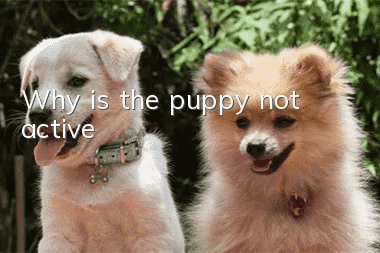 Why is the puppy not active?