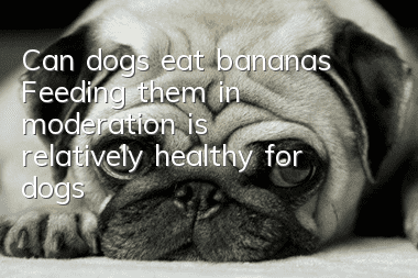 Can dogs eat bananas? Feeding them in moderation is relatively healthy for dogs!