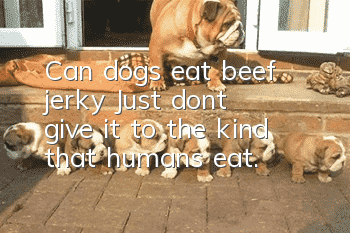 Can dogs eat beef jerky? Just don’t give it to the kind that humans eat.