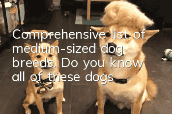 Comprehensive list of medium-sized dog breeds. Do you know all of these dogs?