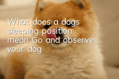 What does a dog’s sleeping position mean? Go and observe your dog!