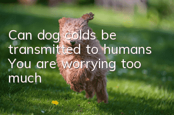 Can dog colds be transmitted to humans? You are worrying too much!