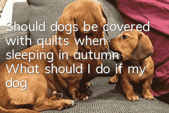 Should dogs be covered with quilts when sleeping in autumn? What should I do if my dog ​​catches a cold?