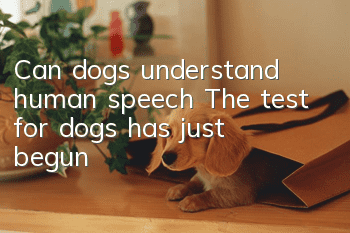 Can dogs understand human speech? The test for dogs has just begun!