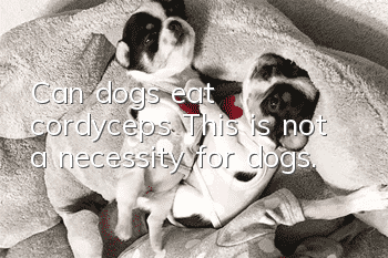 Can dogs eat cordyceps? This is not a necessity for dogs.