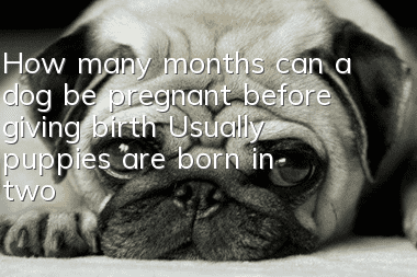 How many months can a dog be pregnant before giving birth? Usually puppies are born in two months!