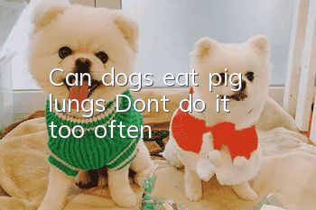 Can dogs eat pig lungs? Don’t do it too often!