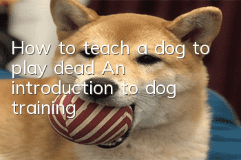 How to teach a dog to play dead? An introduction to dog training!