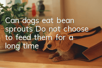 Can dogs eat bean sprouts? Do not choose to feed them for a long time