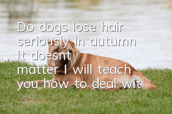 Do dogs lose hair seriously in autumn? It doesn't matter, I will teach you how to deal with it