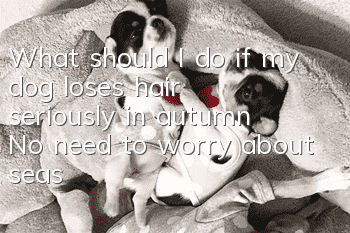 What should I do if my dog loses hair seriously in autumn? No need to worry about seasonal hair loss!