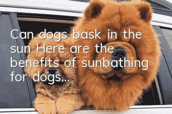 Can dogs bask in the sun? Here are the benefits of sunbathing for dogs...