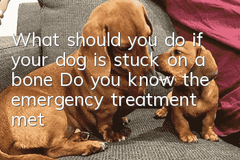 What should you do if your dog is stuck on a bone? Do you know the emergency treatment method?