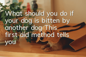 What should you do if your dog is bitten by another dog? This first aid method tells you!
