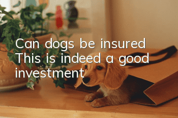Can dogs be insured? This is indeed a good investment!