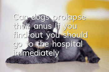 Can dogs prolapse their anus? If you find out, you should go to the hospital immediately!