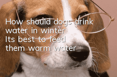 How should dogs drink water in winter? It’s best to feed them warm water