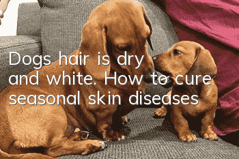 Dog's hair is dry and white. How to cure seasonal skin diseases