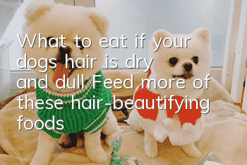 What to eat if your dog’s hair is dry and dull? Feed more of these hair-beautifying foods!