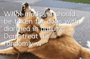 What medicine should be taken for dogs with diarrhea in autumn? Don’t treat it randomly without knowing it clearly!
