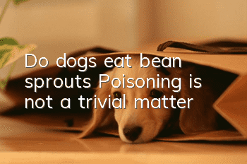Do dogs eat bean sprouts? Poisoning is not a trivial matter!