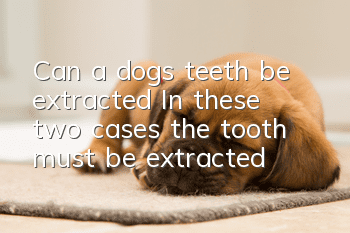 Can a dog’s teeth be extracted? In these two cases, the tooth must be extracted!