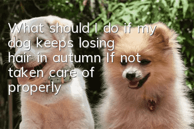 What should I do if my dog keeps losing hair in autumn? If not taken care of properly, it may lead to alopecia areata?