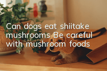 Can dogs eat shiitake mushrooms? Be careful with mushroom foods!