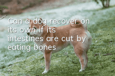 Can a dog recover on its own if its intestines are cut by eating bones?