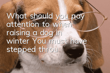 What should you pay attention to when raising a dog in winter? You must have stepped through these minefields!