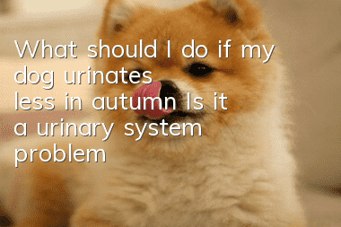 What should I do if my dog urinates less in autumn? Is it a urinary system problem?