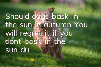 Should dogs bask in the sun in autumn? You will regret it if you don’t bask in the sun during the shedding period!