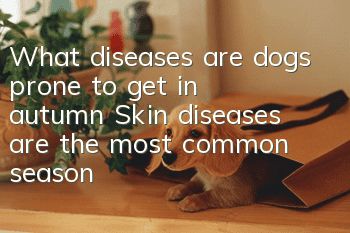 What diseases are dogs prone to get in autumn? Skin diseases are the most common season!