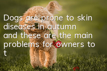 Dogs are prone to skin diseases in autumn, and these are the main problems for owners to take care of!